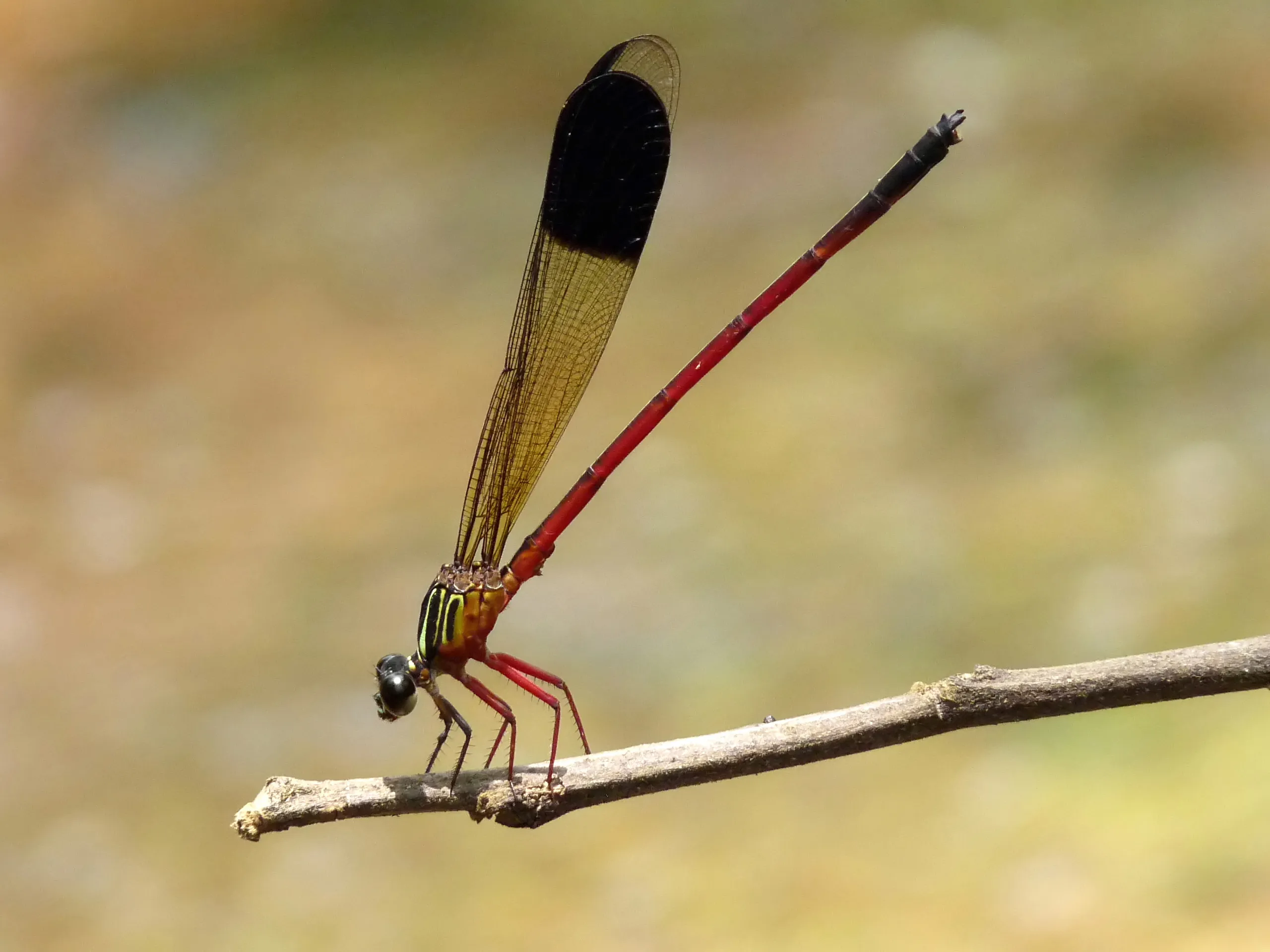 Wayanad and Coorg green hills at the Karnataka–Kerala border